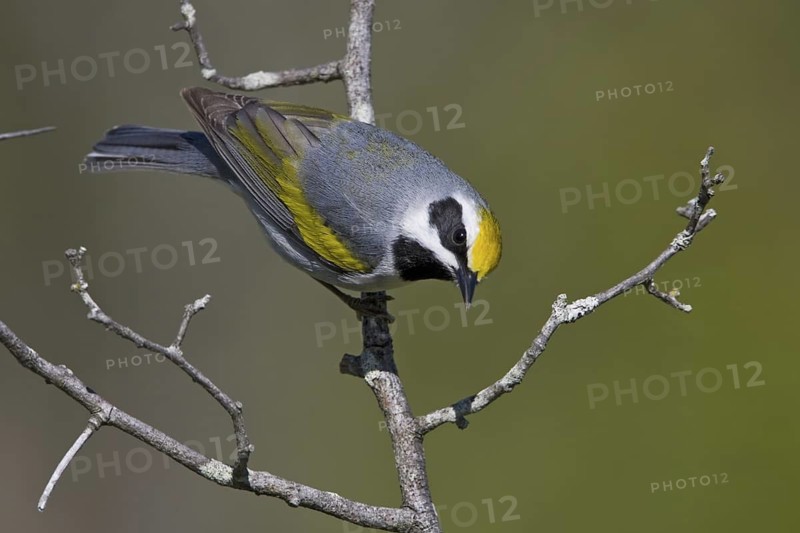 Golden-winged Warbler (Vermivora chrysoptera), Ontario, Canada