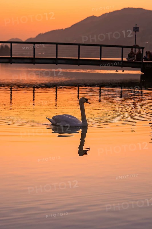 A swan swims on a calm lake at sunset with a bridge in the background, Großer Alpsee, Immenstadt im Allgäu, Bavaria, Germany