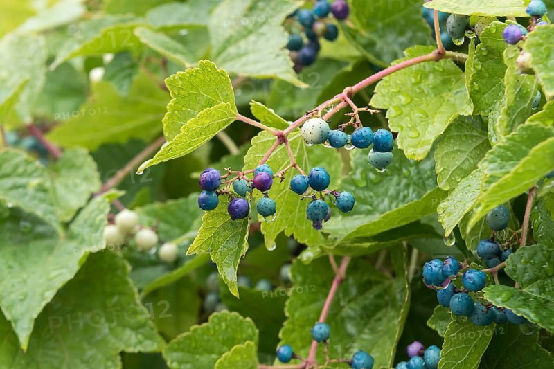 Ussuri sham vine Sham vine (Ampelopsis glandulosa var. brevipedunculata), Germany