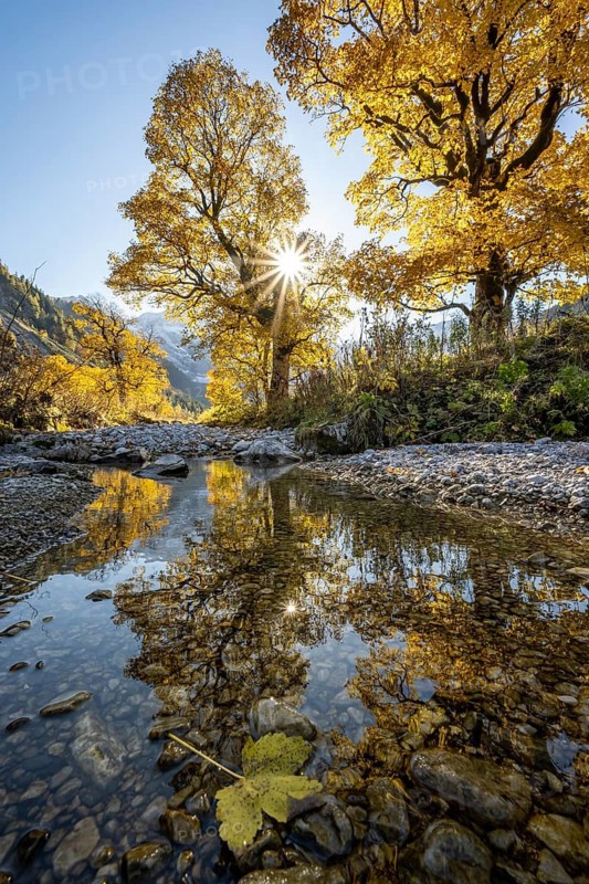 Gagea minima with reflection, sycamore maple with autumnal yellow foliage and Solaster endeca, Großer Ahornboden in autumn, Rißtal in the Eng, Tyrol, Austria