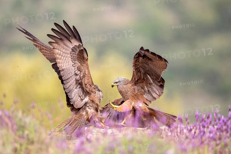 Black Kite (Milvus migrans) fighting, Madrid, Spain