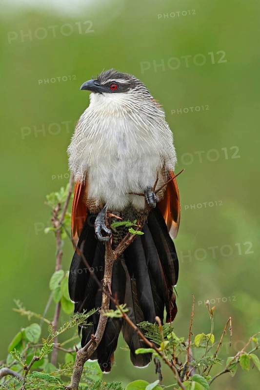 White-browed Coucal (Centropus superciliosus), Queen Elizabeth National Park, Uganda