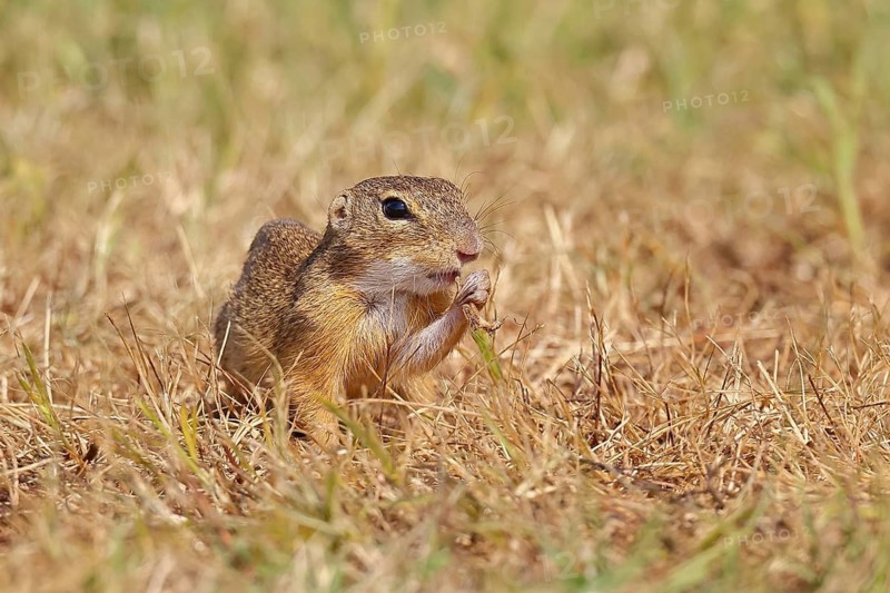 European ground squirrel (Spermophilus citellus) in a meadow, Burgenland Austria