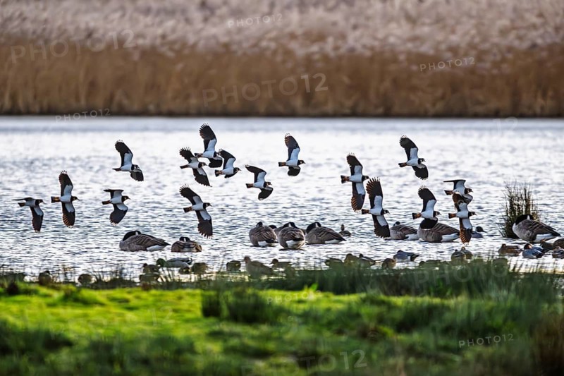 Northern Lapwing, Vanellus vanellus, birds in flight over marshes, Devon, England, United Kingdom
