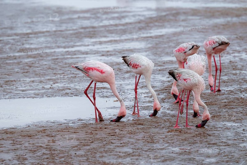 Lesser Flamingos (Phoeniconaias minor) in a lagoon, Walfish Bay, Erongo, Namibia