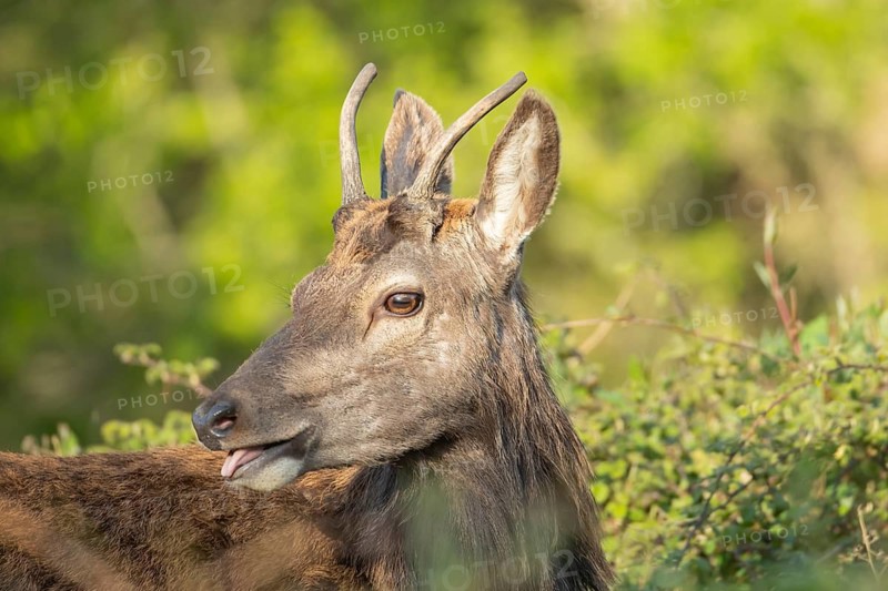 Red deer (Cervus elaphus) adult male stag animal head portrait, RSPB Minsmere nature reserve, Suffolk, United Kingdom