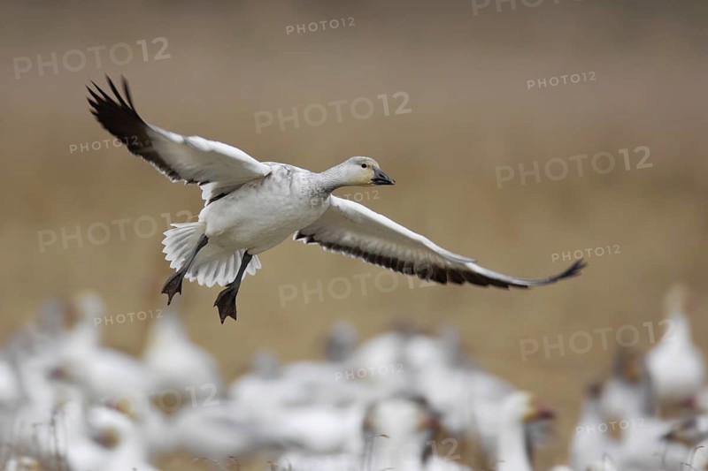 Snow Goose (Anser caerulescens) juvenile flying, British Columbia, Canada