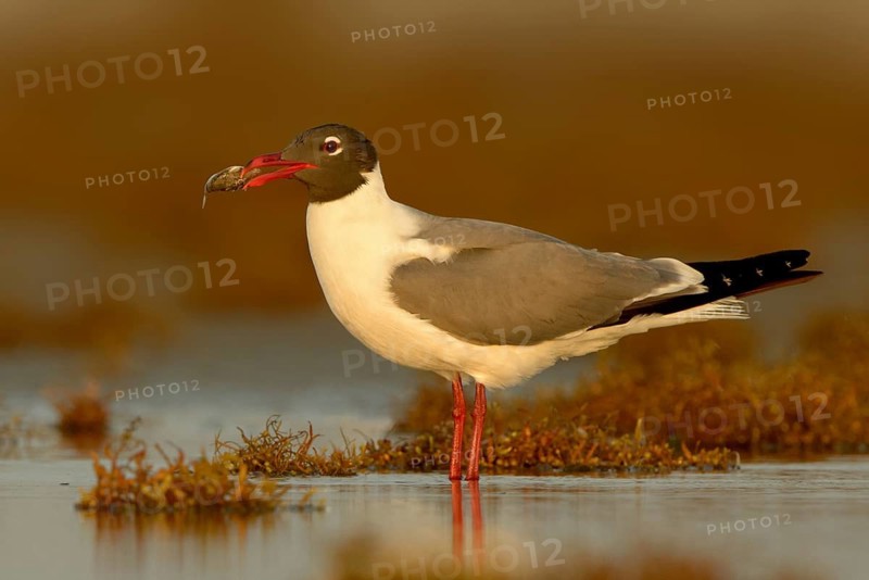 Laughing Gull (Leucophaeus atricilla), Texas, USA