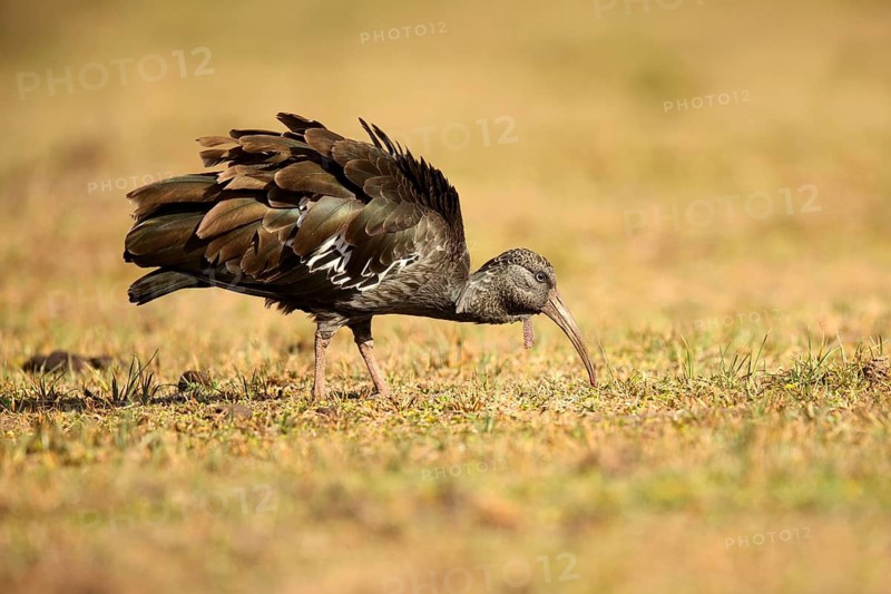 Wattled Ibis (Bostrychia carunculata) foraging, Lake Langano, Ethiopia