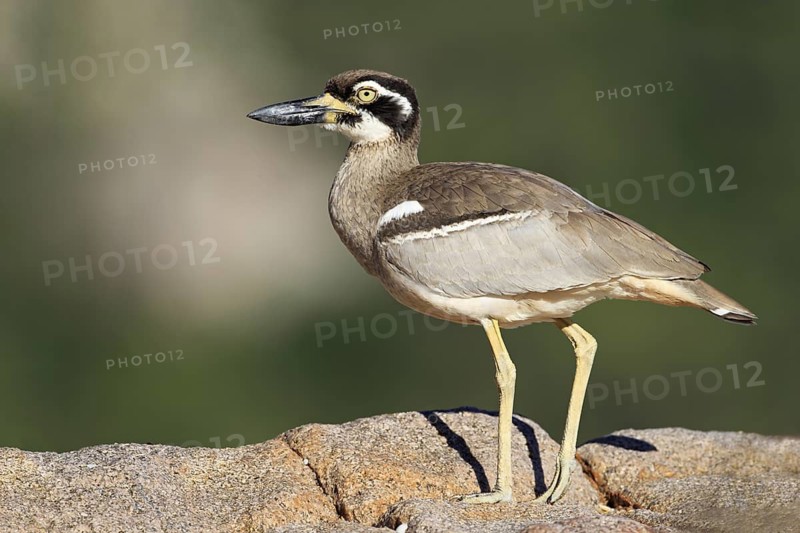 Beach Stone-curlew (Esacus magnirostris), Queensland, Australia