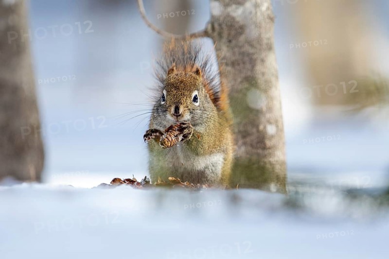 Red squirrel (Tamiasciurus hudsonicus) eating spruce cone, La Mauricie national park, Province of Quebec, Canada