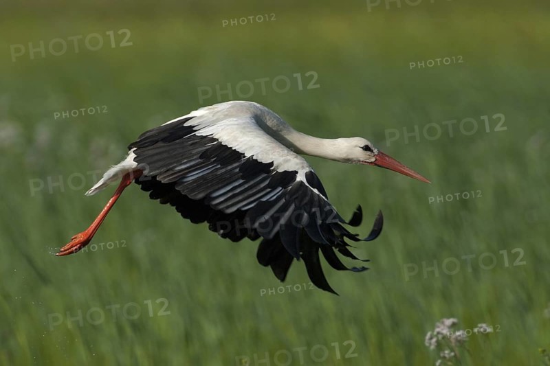 White Stork (Ciconia ciconia) flying, Aargau, Switzerland