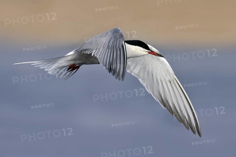 Common Tern (Sterna hirundo) flying, Eilat, Israel