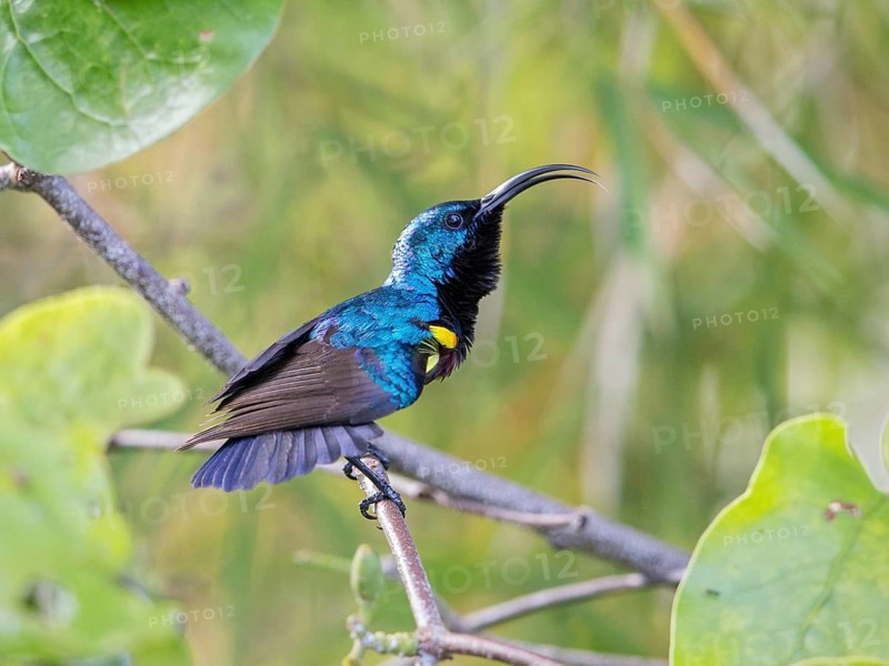 Loten's Sunbird (Cinnyris lotenius) male displaying, Sri Lanka