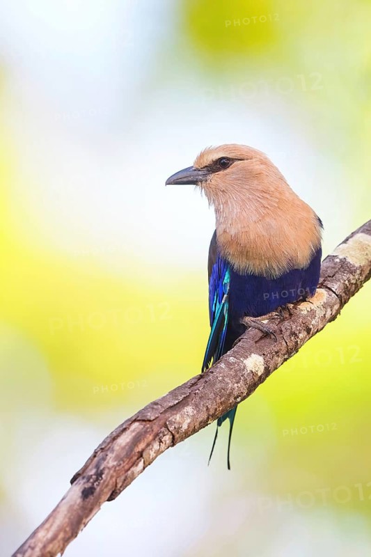 Blue-bellied roller (Coracias cyanogaster), Roller family, Marakissa Area, Marakissa, South Bank, Gambia