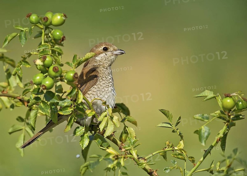 Red-backed Shrike (Lanius collurio) female perched on rose hip, Aosta Valley, Italy