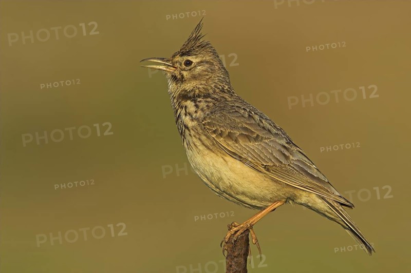Crested Lark (Galerida cristata) singing, Greece