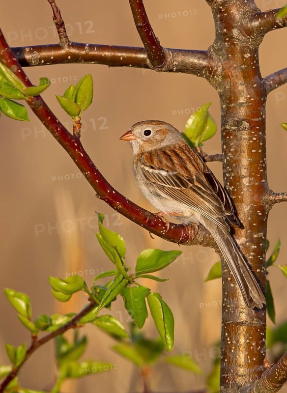 Field Sparrow (Spizella pusilla), Ohio, USA