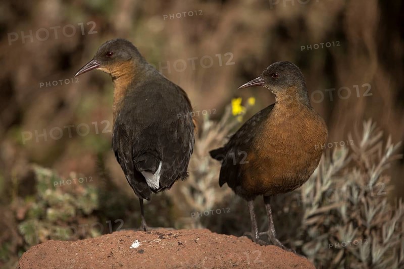 Rouget's Rail (Rougetius rougetii) pair, Bale Mountains National Park, Ethiopia