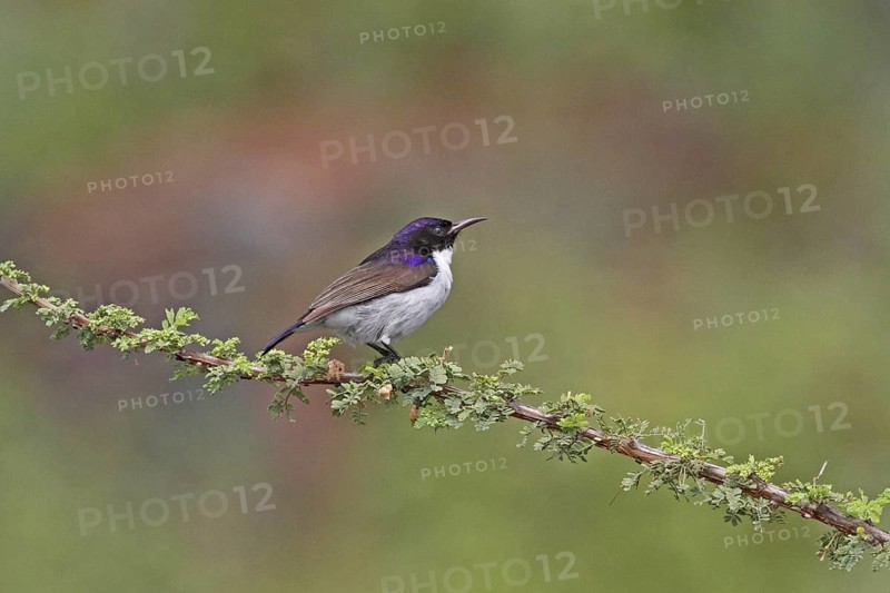 Eastern Violet-backed Sunbird (Anthreptes orientalis) male, Lake Baringo, Kenya