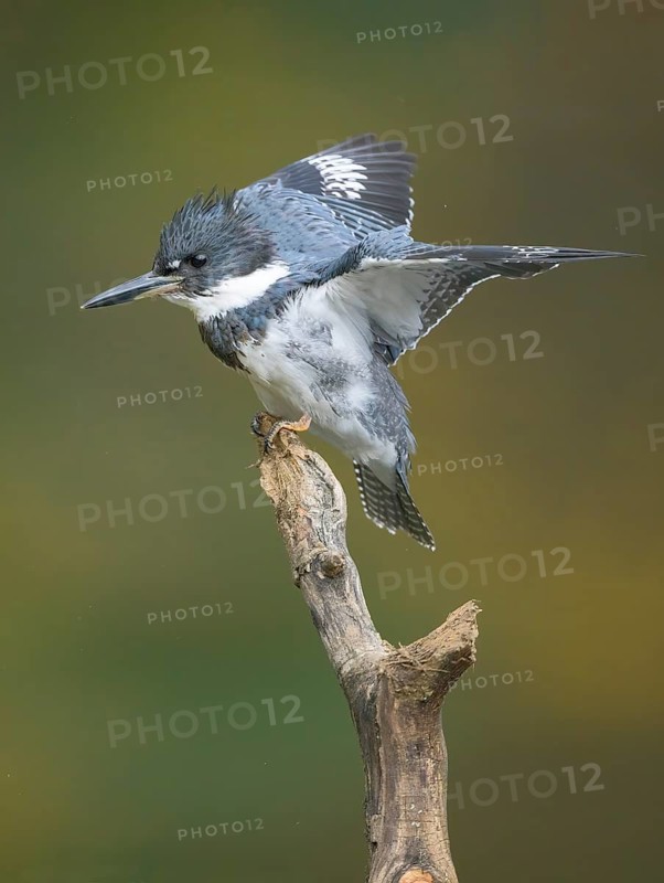 Belted Kingfisher (Megaceryle alcyon) male perched on a branch, Colorado, USA