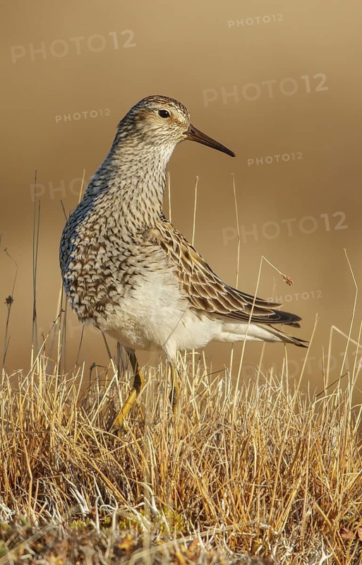 Pectoral Sandpiper (Calidris melanotos) on the tundra in Northern Alaska