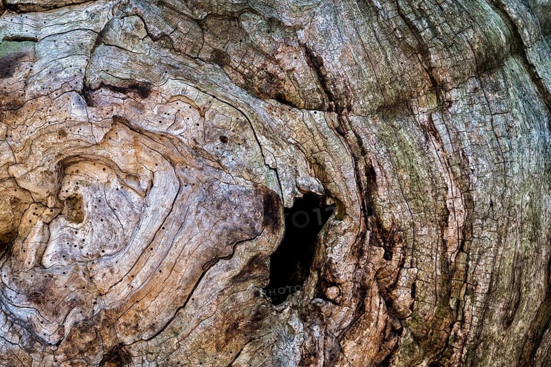 Bark structures, Primeval forest Urwald Sababurg, Weser Uplands, Weserbergland, Hesse, Germany
