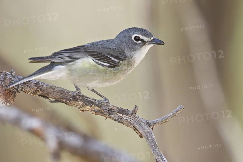 Plumbeous Vireo (Vireo plumbeus) perched on a branch in southern Arizona, USA