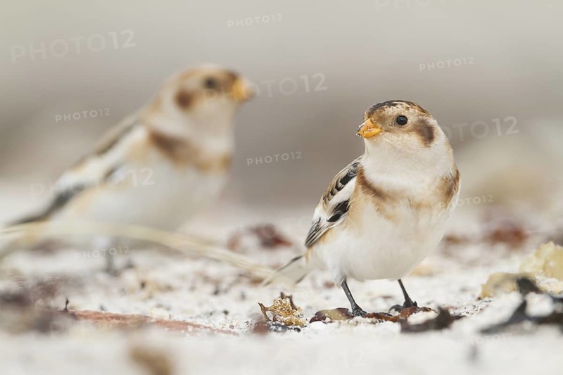 Snow Bunting - Schneeammer - Plectrophenax nivalis ssp. nivalis, Germany