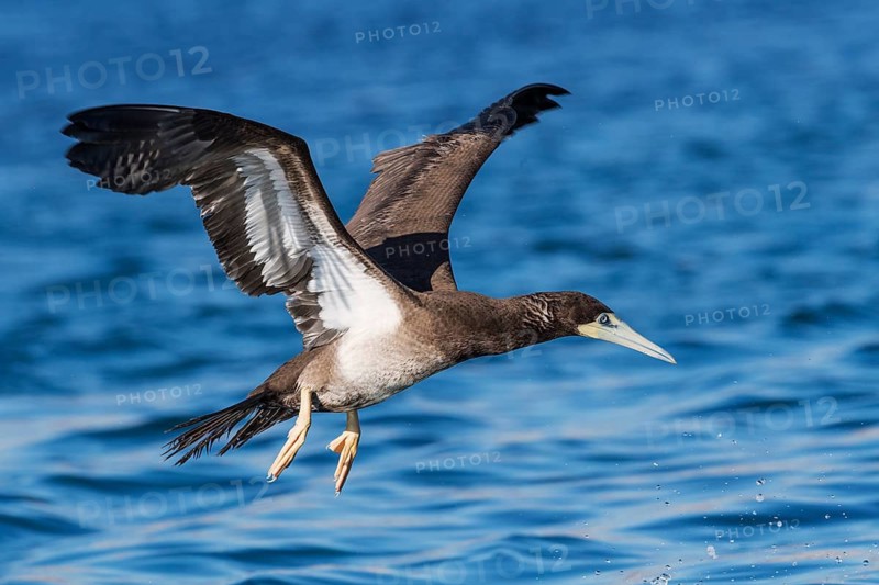 Brown Booby (Sula leucogaster) flying, Eilat, Israel
