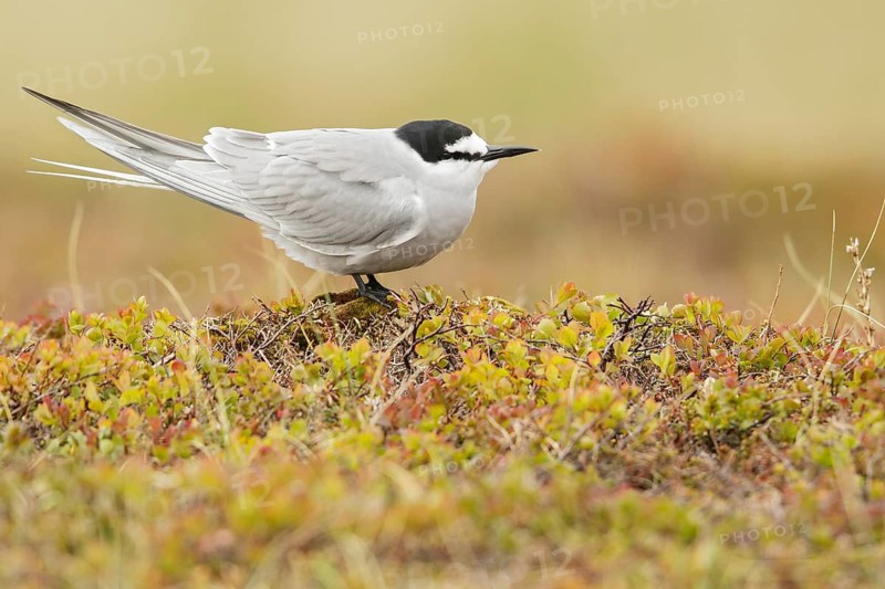 Aleutian Tern (Onychoprion aleuticus) perched on the tundra in Nome, Alaska