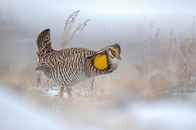 Greater Prairie Chicken (Tympanuchus cupido) male, Colorado, USA