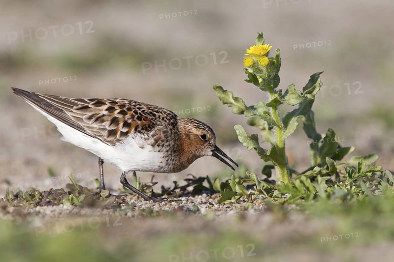 Red-necked Stint (Calidris ruficollis) foraging, Dornod Province, Mongolia