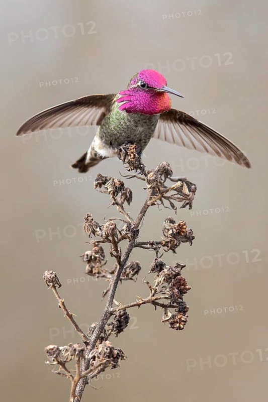 Anna's Hummingbird (Calypte anna) perched on a branch near Victoria, BC