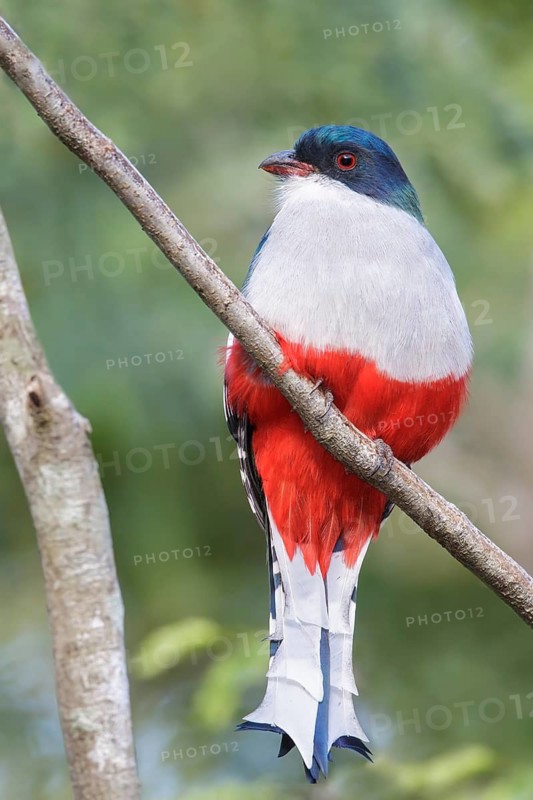 Cuban Trogon (Priotelus temnurus) perched on a branch in Cuba