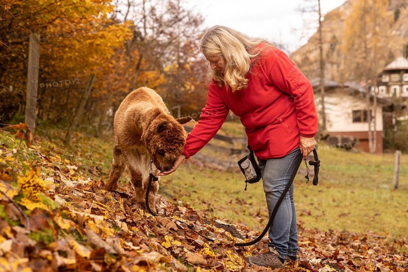 An elderly woman lovingly pets an alpaca in the breathtaking Austrian countryside, surrounded by vibrant autumn leaves