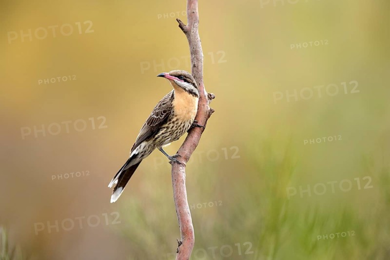 Spiny-cheeked Honeyeater (Acanthagenys rufogularis) perched on a branch, South Australia, Australia