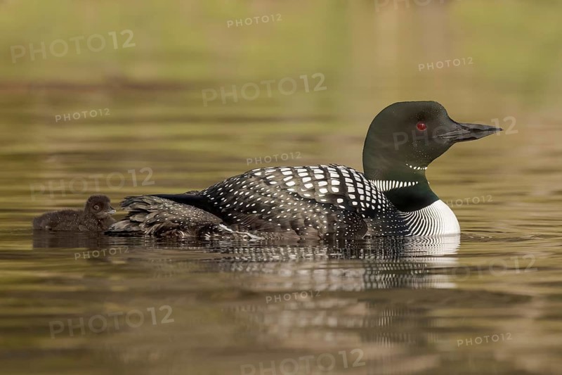 Great Northern Loon (Gavia immer) with chick, British Columbia, Canada