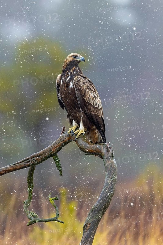 European golden eagle (Aquila chrysaetos chrysaetos) immature perched on branch in moorland, heathland during snowfall in winter