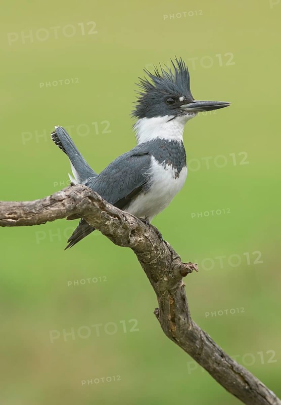 Belted Kingfisher (Megaceryle alcyon) male, Texas, USA