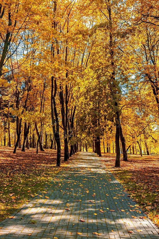 Autumn colors, fall in park with yellow leaves foliage trees