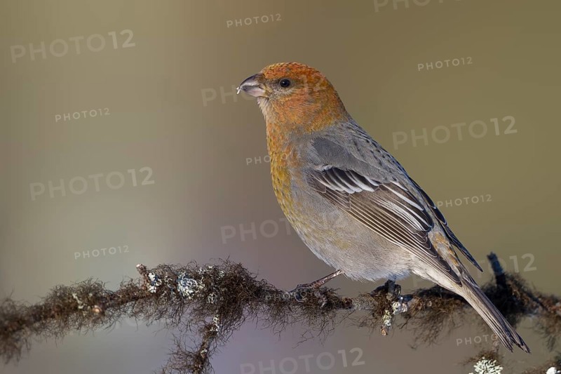 Pine Grosbeak - Hakengimpel - Pinicola enucleator, Finland