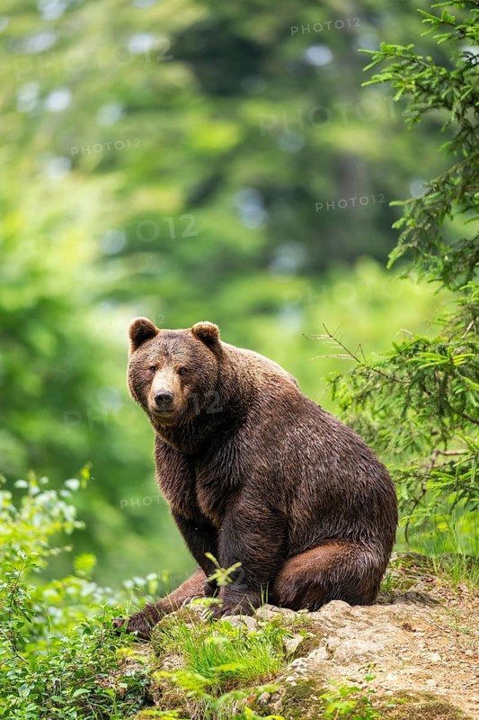 Eurasian brown bear (Ursus arctos arctos) sitting on a rock, Bavarian Forest, Bavaria, Germany