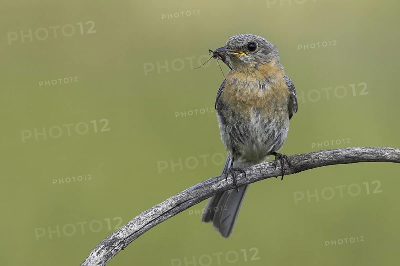 Eastern Bluebird (Sialia sialis), Ontario, Canada