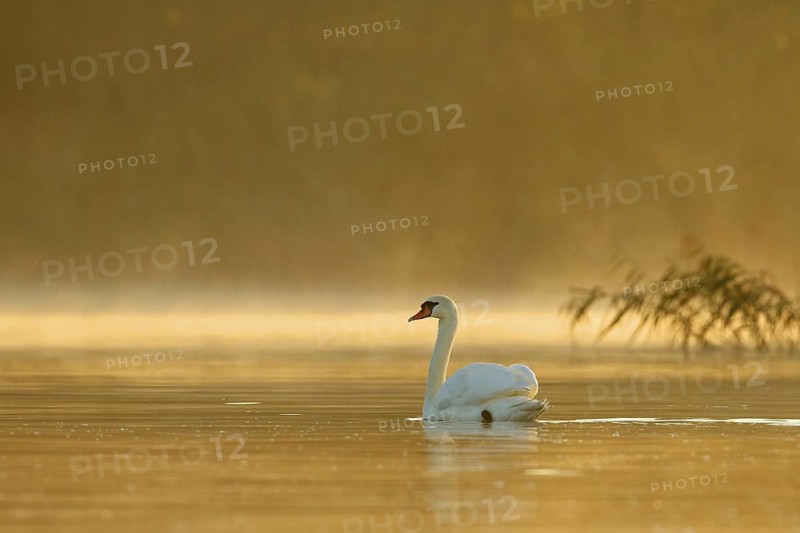 Mute Swan (Cygnus olor), Poland