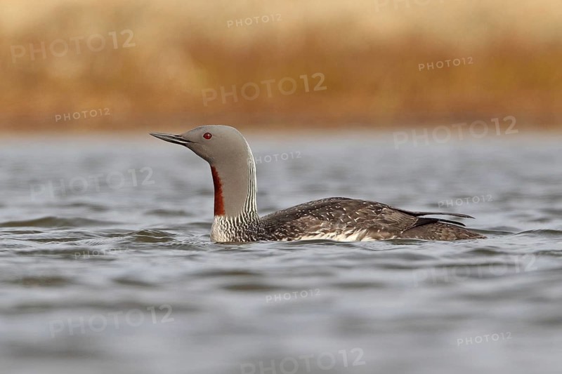 Sterntaucher (Gavia stellata)