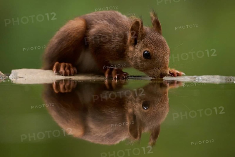 Close-up of a curious squirrel delicately drinking from a serene lake in a lush forest setting, capturing nature's peaceful and enchanting wildlife moment