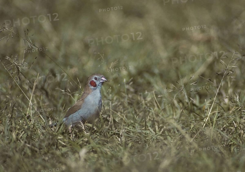 Red-cheeked Cordon-bleu (Uraeginthus bengalus) male, Kenya