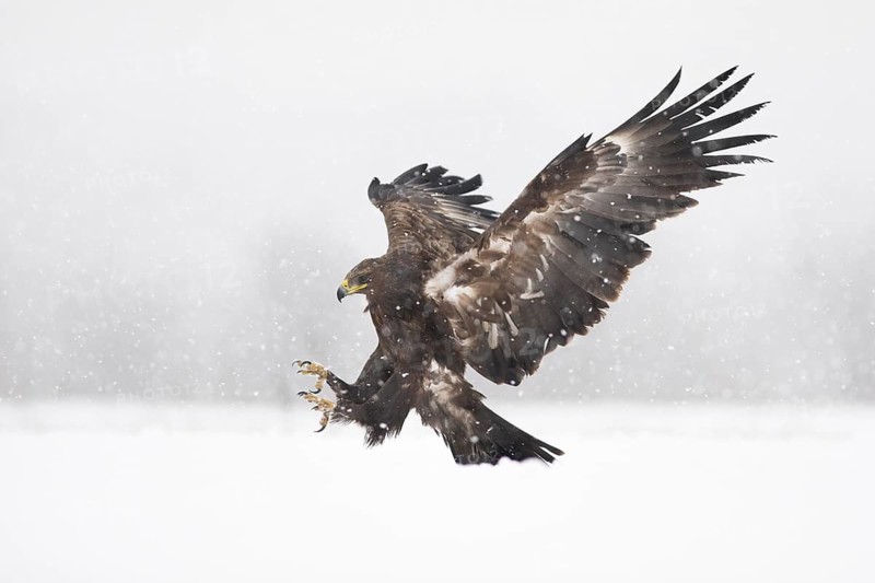 Greater Spotted Eagle (Clanga clanga) landing on snow, Subotica, Serbia