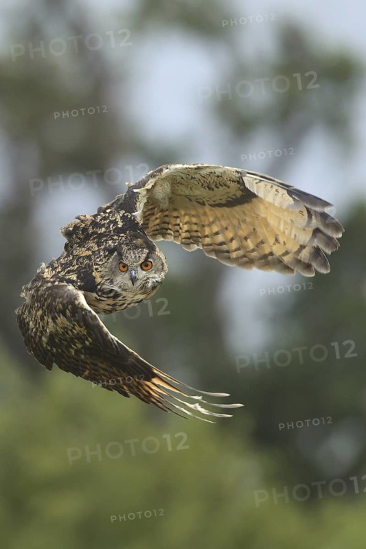 Eurasian Eagle-Owl (Bubo bubo), United Kingdom
